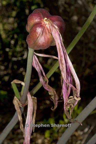 amaryllis belladonna 3 graphic